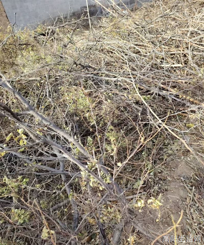 有要小树杈的吗？免费拉