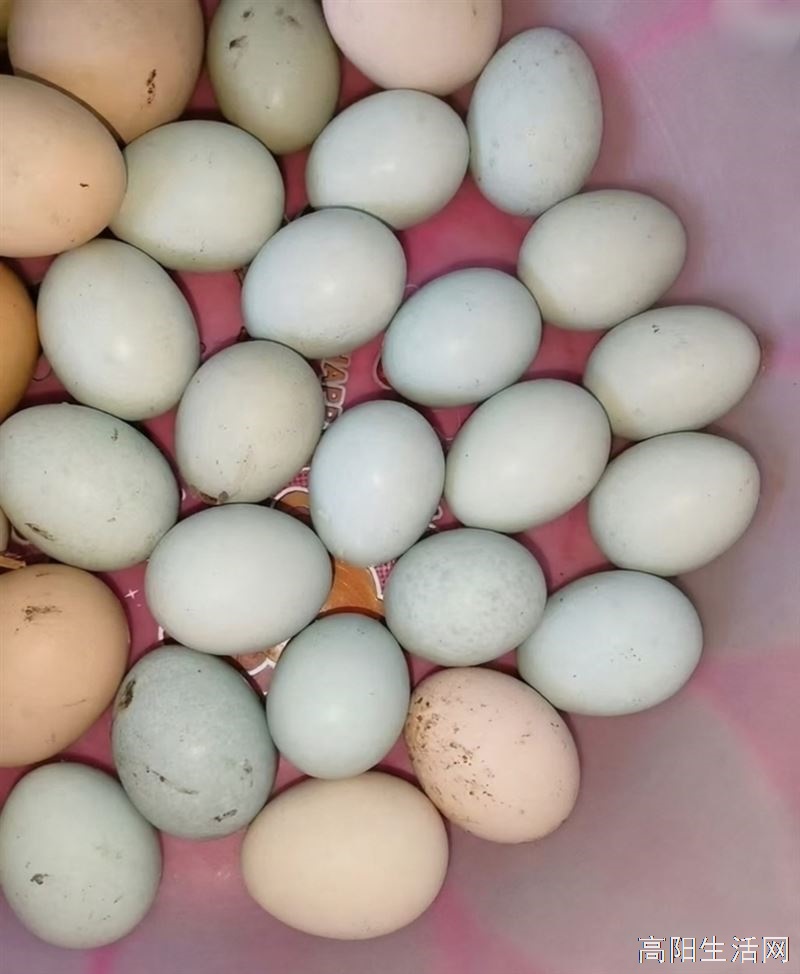 出售绿壳柴鸡蛋